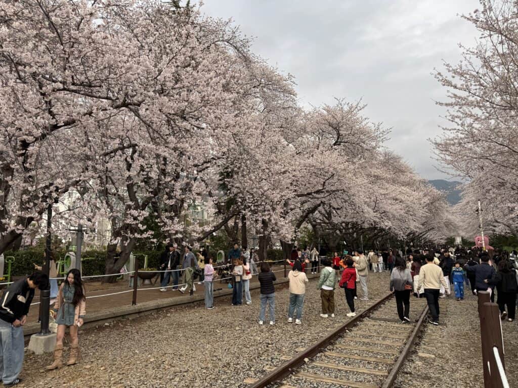 벚꽃이 만개한 진해 벚꽃 축제 거리, 많은 방문객들이 즐거운 시간을 보내고 있습니다.