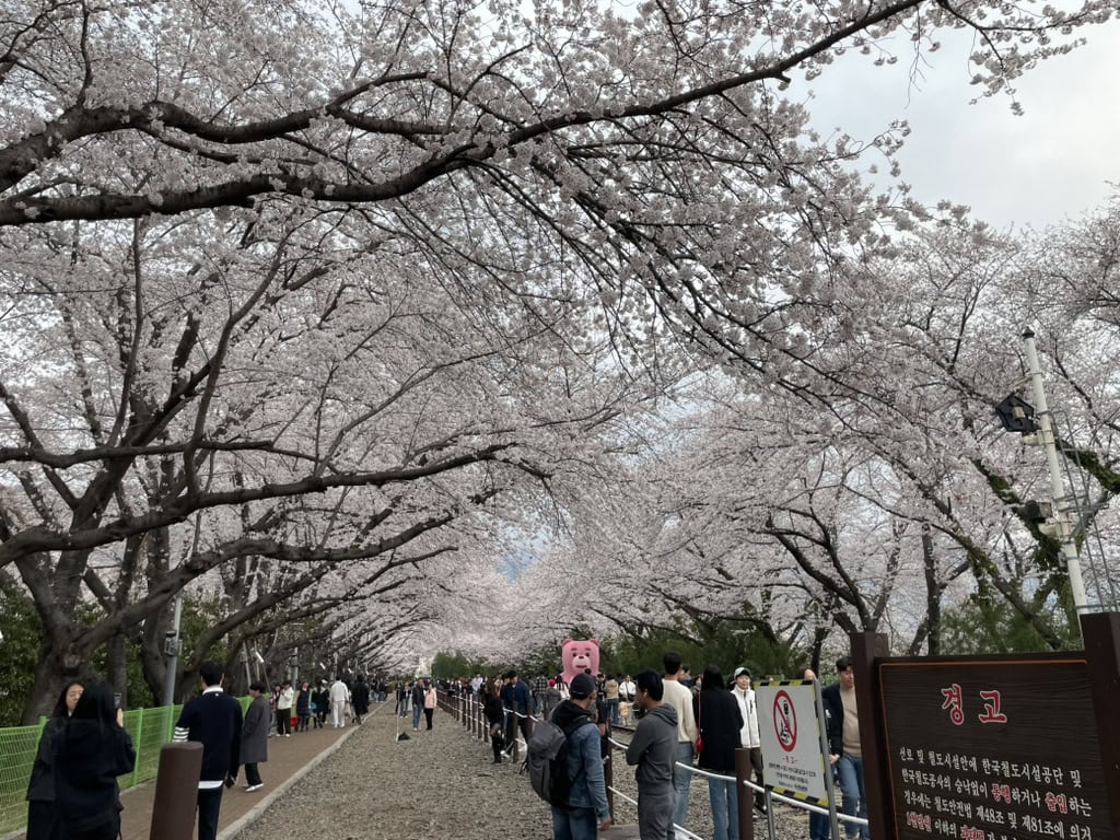 진해 벚꽃 축제의 아름다운 벚꽃 나무와 방문객 모습.