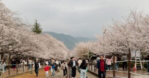 2026 진해군항제 일정과 무료 셔틀버스 노선 안내 및 벚꽃 만개 현황
