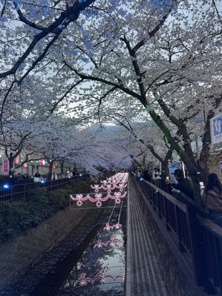 진해 벚꽃 축제의 아름다운 벚꽃과 야경.