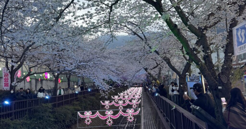 Jinhae Cherry Blossom Festival 2026 Gyeonghwa Station and Free Shuttle Bus Guide