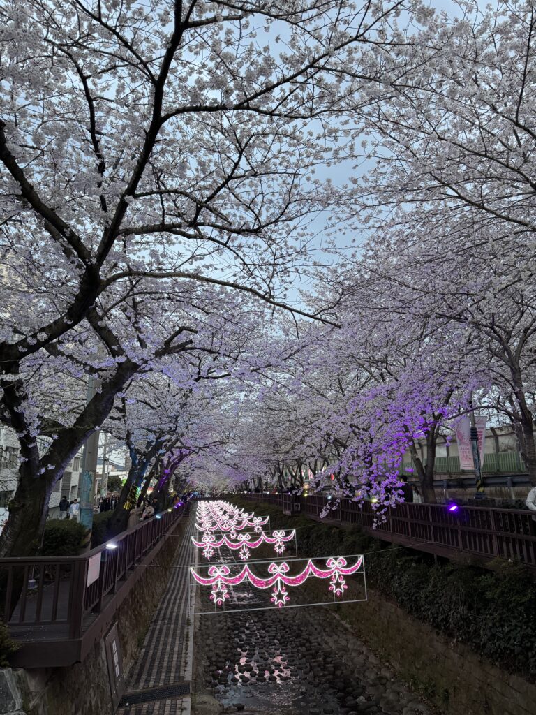 벚꽃이 만개한 진해 벚꽃 축제 거리, 아름다운 봄 풍경과 야경이 어우러진 모습.