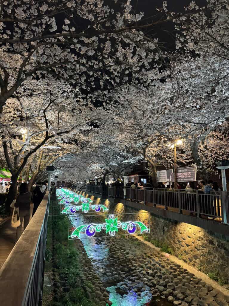 벚꽃 축제 야경, 조명과 함께하는 아름다운 벚꽃길 풍경.