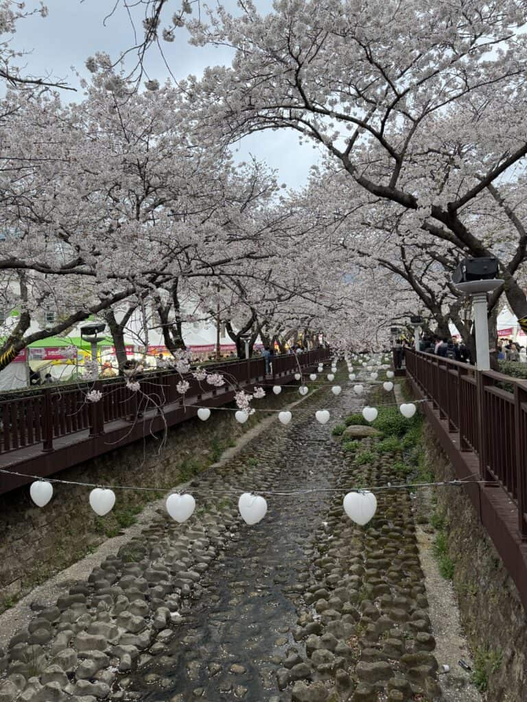 벚꽃과 조명 장식이 어우러진 진해 벚꽃 축제 명소.