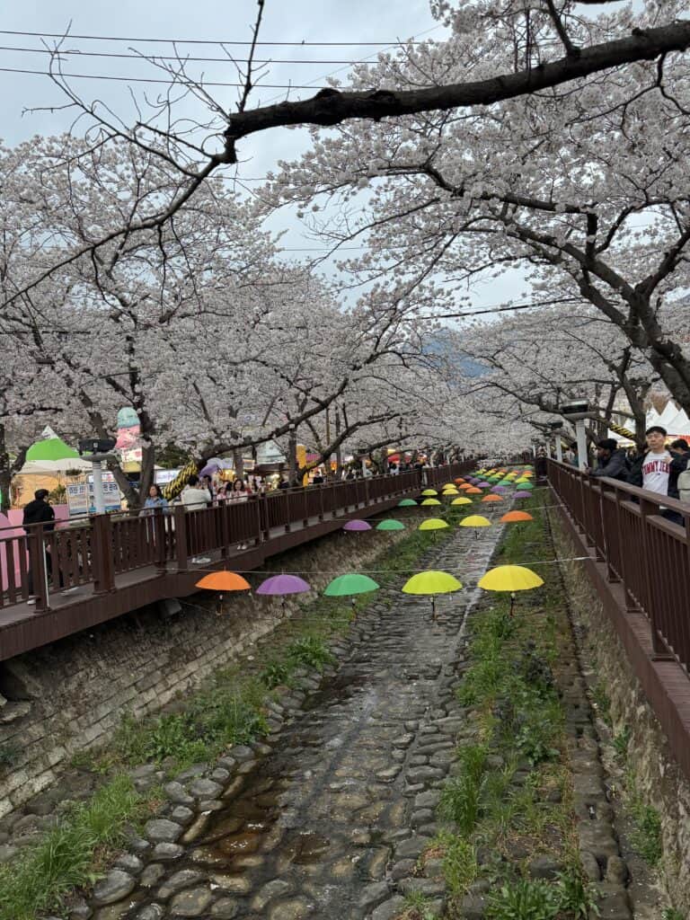 벚꽃이 만개한 다리와 우산이 놓인 강변 산책로.