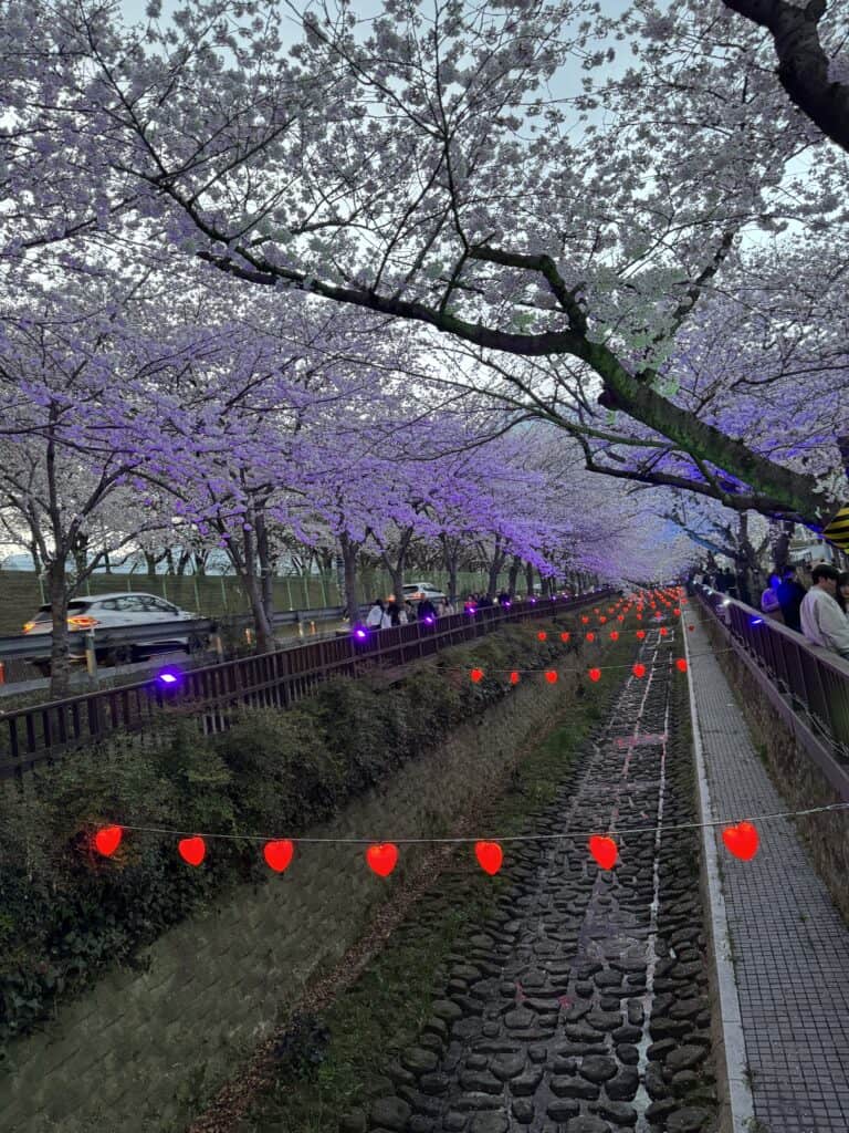 진해 벚꽃 축제 야경, 아름다운 벚꽃 나무와 조명으로 꾸며진 산책로.