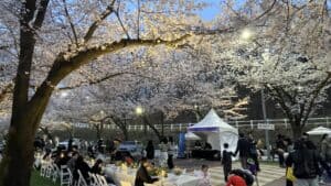 2026년 렛츠런파크 서울 벚꽃 축제 현장에 만개한 분홍빛 벚꽃 터널 전경